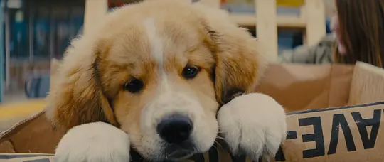 A Dog's Purpose 2